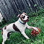 dog, basketball, grass, fence, playful, outdoor, pet, canine, collar, brown_spot, white_fur, animal, summer, fun, nature, yard, paw, happy, active, daylight