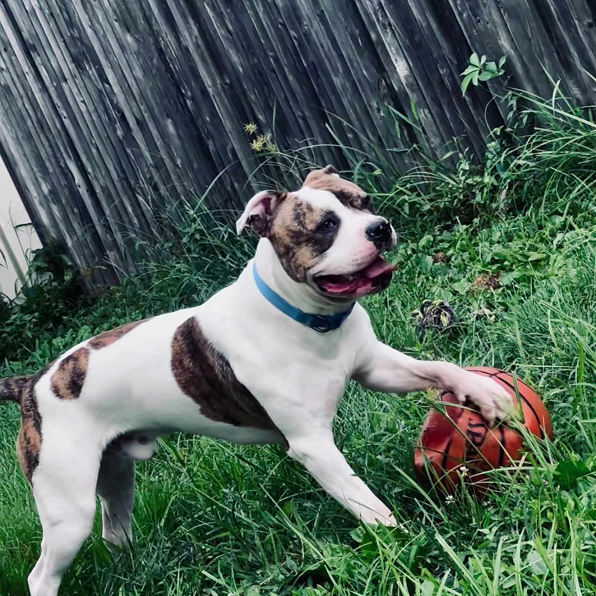 Kwae joined the competition — help win amazing prizes! active, animal, basketball, brown_spot, canine, collar, daylight, dog, fence, fun, grass, happy, nature, outdoor, paw, pet, playful, summer, white_fur, yard