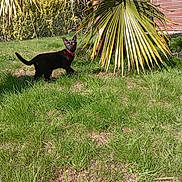 Bibi participe au concours pour gagner de l'argent avec cette photo : cat, black_cat, pet, animal, feline, garden, outdoor, grass, palm_tree, tropical_plant, wooden_shed, red_collar, standing, walking, alert, yellow_eyes, sunlight, nature, backyard, portrait