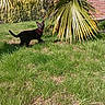 cat, black_cat, pet, animal, feline, garden, outdoor, grass, palm_tree, tropical_plant, wooden_shed, red_collar, standing, walking, alert, yellow_eyes, sunlight, nature, backyard, portrait