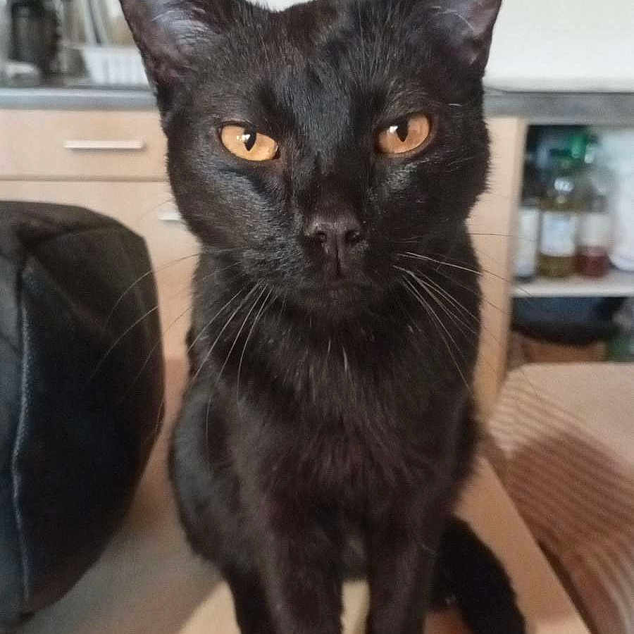 Bibi