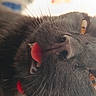 Bibi participe au concours pour gagner de l'argent avec cette photo : cat, black_cat, pet, animal, tongue, licking, whiskers, nose, ears, fur, close_up, portrait, upside_down, funny, playful, indoor, home, soft_lighting, gray_fur, cute