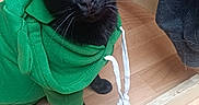 Bibi a rejoint le concours — aidez-le/la à gagner de superbes lots ! cat, black_cat, pet, hoodie, green_clothing, amber_eyes, animal_face, whiskers, ears, sitting, indoor, wooden_floor, furniture, chair, home, portrait, close_up, fashionable, cute, playful