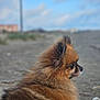 animal, animal_portrait, beach, brown_fur, cute, dog, fluffy, fur, outdoors, pet, pomeranian, portrait, profile, sand, shallow_depth_of_field, side_view, sitting, sky, small_dog, tongue_out