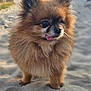 animal, beach, blurred_background, close_up, cute, dog, ears, eyes, fluffy, fur, outdoor, paws, pet, pomeranian, portrait, sand, small_dog, sunlight, tongue, whiskers