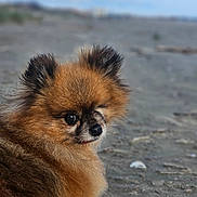 Minnie a rejoint le concours — aidez-le/la à gagner de superbes lots ! animal, beach, brown_fur, closeup, cute, dog, ears, eyes, fluffy, fur_texture, looking_back, nose, outdoors, pet, pomeranian, portrait, sand, shallow_depth_of_field, small_dog, whiskers