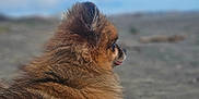 Minnie participe au concours pour gagner de l'argent avec cette photo : animal, beach, calm, clouds, cute, dog, fluffy, fur, nature, outdoor, pet, pomeranian, portrait, profile, sand, sandy_shore, side_view, sky, small_dog, tongue