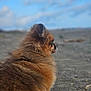animal, beach, calm, clouds, cute, dog, fluffy, fur, nature, outdoor, pet, pomeranian, portrait, profile, sand, sandy_shore, side_view, sky, small_dog, tongue