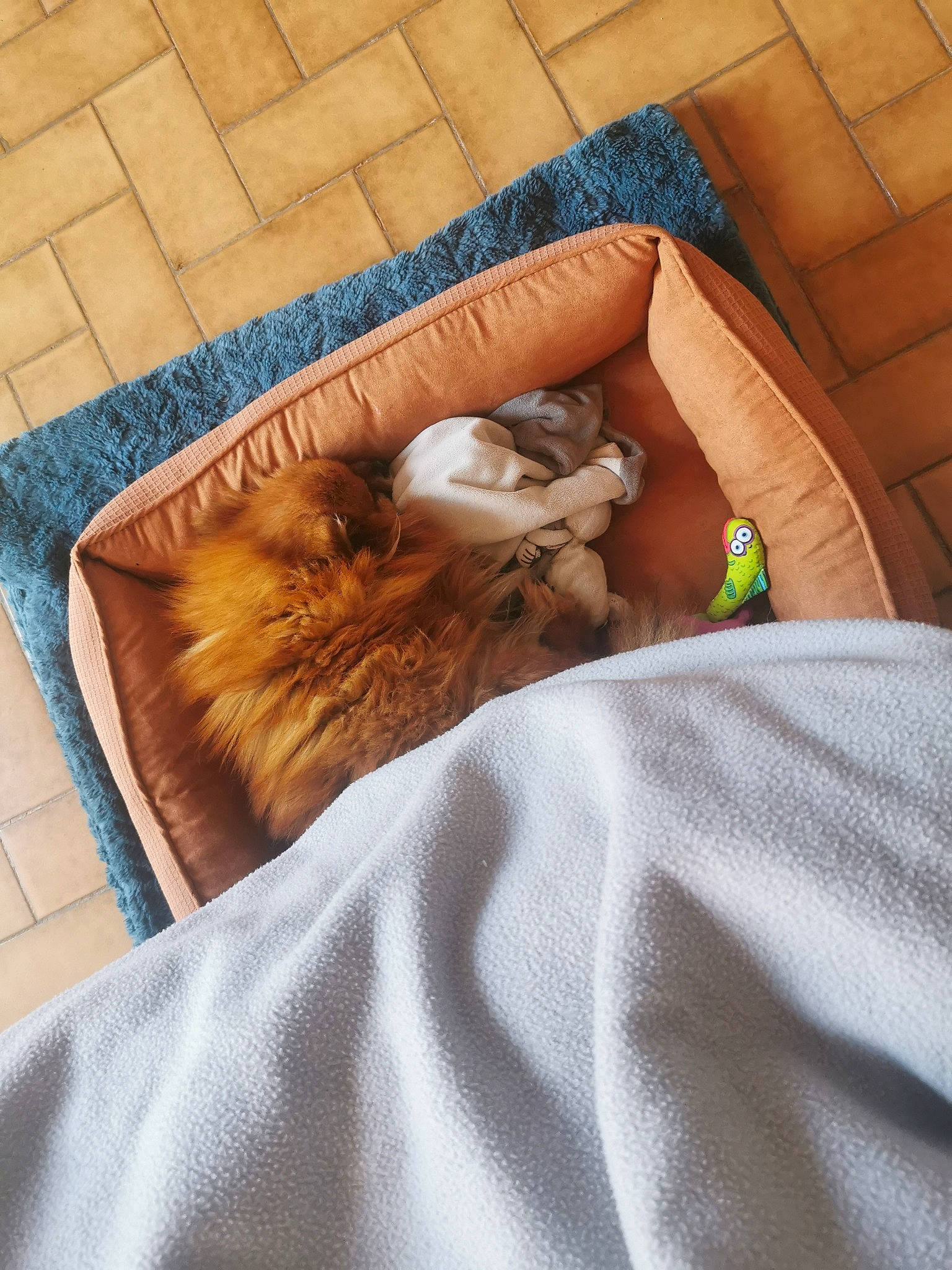 Leia participe au concours pour gagner de l'argent avec cette photo : bed, carnivore, cat, comfort, companion_dog, dog_breed, domestic_short_haired_cat, fawn, felidae, flooring, fur, hardwood, linens, small_to_medium_sized_cats, sporting_group, tail, textile, vertebrate, whiskers, wood