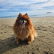 Leia a rejoint le concours — aidez-le/la à gagner de superbes lots ! beach, canine, clouds, cute, daytime, dog, fluffy_fur, horizon, ocean, outdoor, paws, pet, pomeranian, portrait, sand, seashore, sitting, sky, small_dog, tongue_out