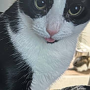 Jeffrey is registered to the contest to win money with this photo: animal, background_cat, bed, black_and_white, blanket, cat, close_up, cute, fur, green_eyes, home, indoor, pet, photography, pink_nose, portrait, sitting, tongue_out, tuxedo_cat, whiskers