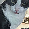 animal, background_cat, bed, black_and_white, blanket, cat, close_up, cute, fur, green_eyes, home, indoor, pet, photography, pink_nose, portrait, sitting, tongue_out, tuxedo_cat, whiskers