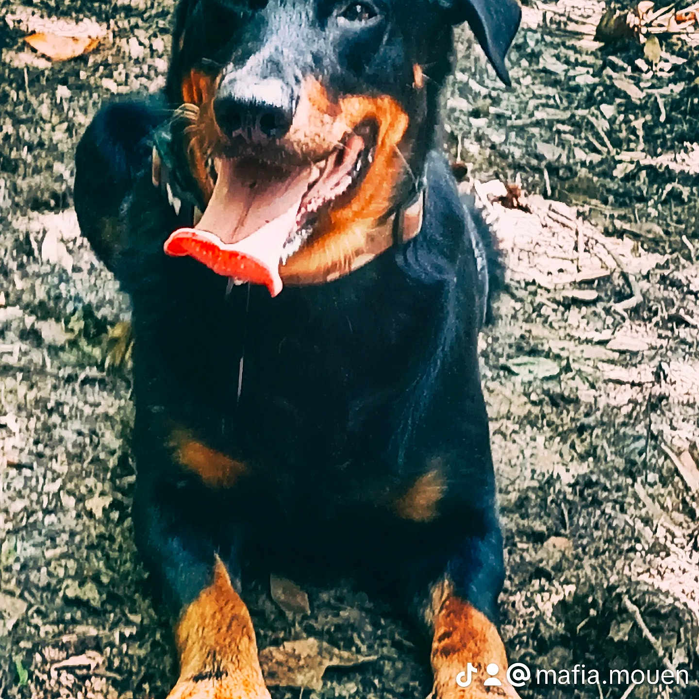 Mafia a rejoint le concours — aidez-le/la à gagner de superbes lots ! dog, animal, outdoor, tongue, happy, pet, canine, lying_down, nature, smiling, ears, fur, ground, dirt, leaves, playful, closeup, paw, collar, watermark