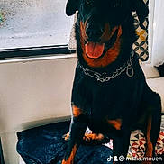 Mafia participe au concours pour gagner de l'argent avec cette photo : dog, doberman, pet, indoors, blanket, bed, window, curtain, collar, tongue_out, happy, animal, canine, furniture, home, resting, black_and_tan, chain, smiling, domestic_animal