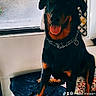 dog, doberman, pet, indoors, blanket, bed, window, curtain, collar, tongue_out, happy, animal, canine, furniture, home, resting, black_and_tan, chain, smiling, domestic_animal