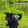 Mafia a rejoint le concours — aidez-le/la à gagner de superbes lots ! dog, wet_dog, outdoor, greenery, pond, nature, sunny, grass, tongue_out, happy, animal, canine, summer, water, forest, leafy, pet, muzzle, tail, collar