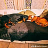 dog, sleeping, couch, blanket, pillow, indoor, pet, resting, brown_dog, black_dog, floor, tile_floor, curtain, patterned_curtain, home, domestic, animal, companions, relaxing, cozy