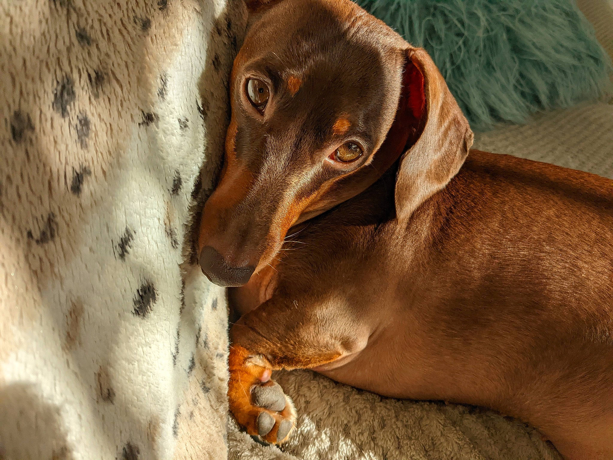 Gracie is registered to the contest to win money with this photo: art, canidae, carnivore, companion_dog, dog, dog_breed, ear, fawn, gun_dog, hunting_dog, liver, metal, pet_supply, snout, sporting_group, terrestrial_animal, whiskers, wildlife, wood, working_animal