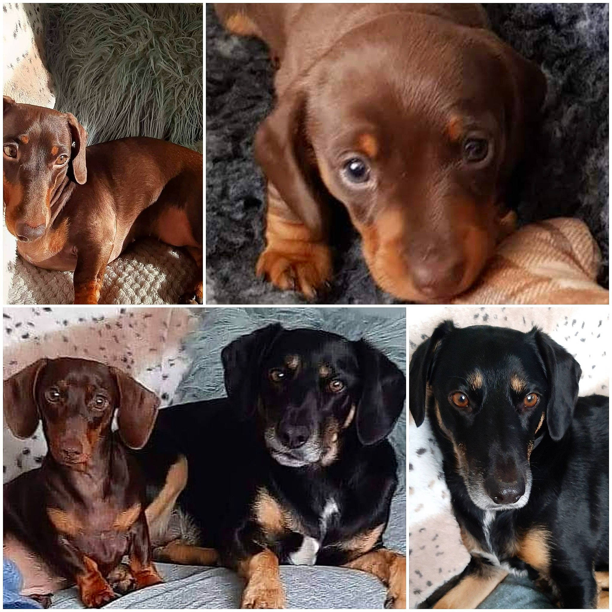 Gracie joined the competition — help win amazing prizes! brown, carnivore, circle, companion_dog, dog, dog_breed, hunting_dog, liver, mammal, pet_supply, sporting_group, vertebrate, working_animal, working_dog