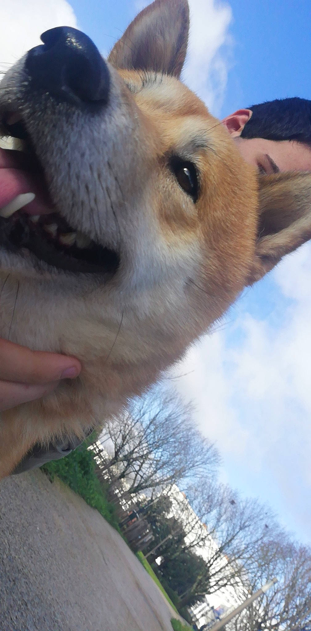 Natsou a rejoint le concours — aidez-le/la à gagner de superbes lots ! akita, akita_inu, canidae, carnivore, close_up, czechoslovakian_wolfdog, dog, dog_breed, fawn, jaw, korean_jindo_dog, mammal, norwegian_buhund, nose, shiba_inu, snout, vertebrate, whiskers, wolfdog