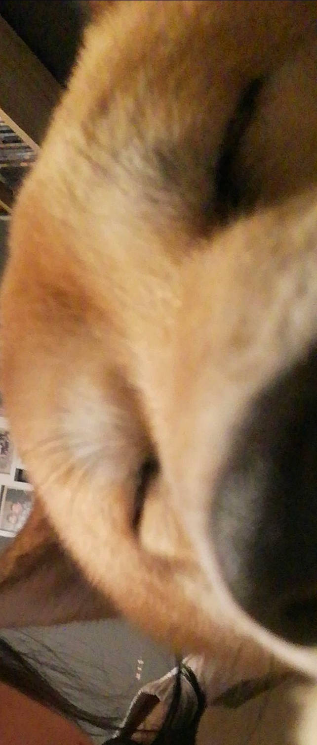 Natsou participe au concours pour gagner de l'argent avec cette photo : canidae, carnivore, cat, close_up, ear, fawn, felidae, fur, nose, paw, small_to_medium_sized_cats, snout, tail, whiskers