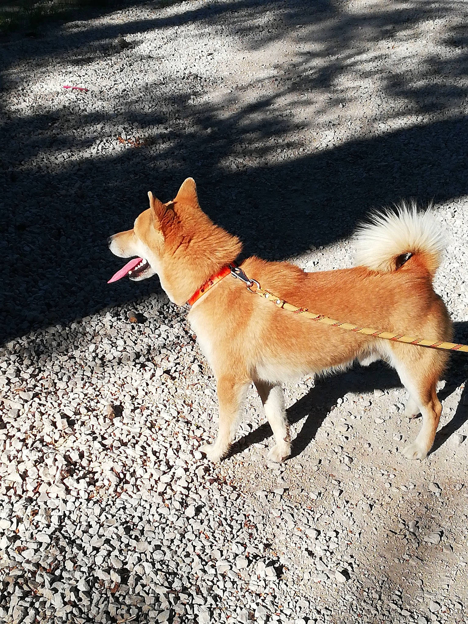 Natsou a rejoint le concours — aidez-le/la à gagner de superbes lots ! akita, akita_inu, canaan_dog, canidae, canis, carnivore, companion_dog, dog, dog_breed, finnish_spitz, hokkaido, icelandic_sheepdog, korean_jindo_dog, mammal, non_sporting_group, norwegian_buhund, shiba_inu, snout, spitz, vertebrate