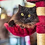 cat, fluffy, black_cat, yellow_eyes, cat_tree, red_hammock, indoor, pet, feline, relaxed, cozy, fur, animal, cute, portrait, resting, close_up, soft_light, domestic_cat, curious