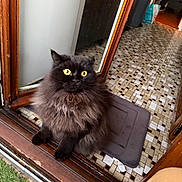 Noctis participe au concours pour gagner de l'argent avec cette photo : cat, black_cat, fluffy, yellow_eyes, doorway, indoor, tiled_floor, mat, wooden_frame, pet, animal, curious, alert, feline, house, home, flooring, sitting, closeup, portrait