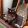 cat, black_cat, fluffy, yellow_eyes, doorway, indoor, tiled_floor, mat, wooden_frame, pet, animal, curious, alert, feline, house, home, flooring, sitting, closeup, portrait