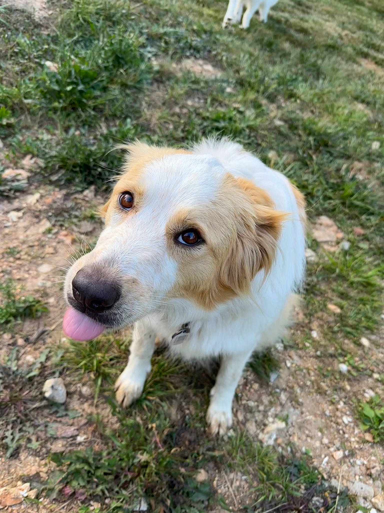 Honey joined the competition — help win amazing prizes! ancient_dog_breeds, carnivore, companion_dog, dog, dog_breed, fur, grass, plant, terrestrial_animal, tree, whiskers, working_dog