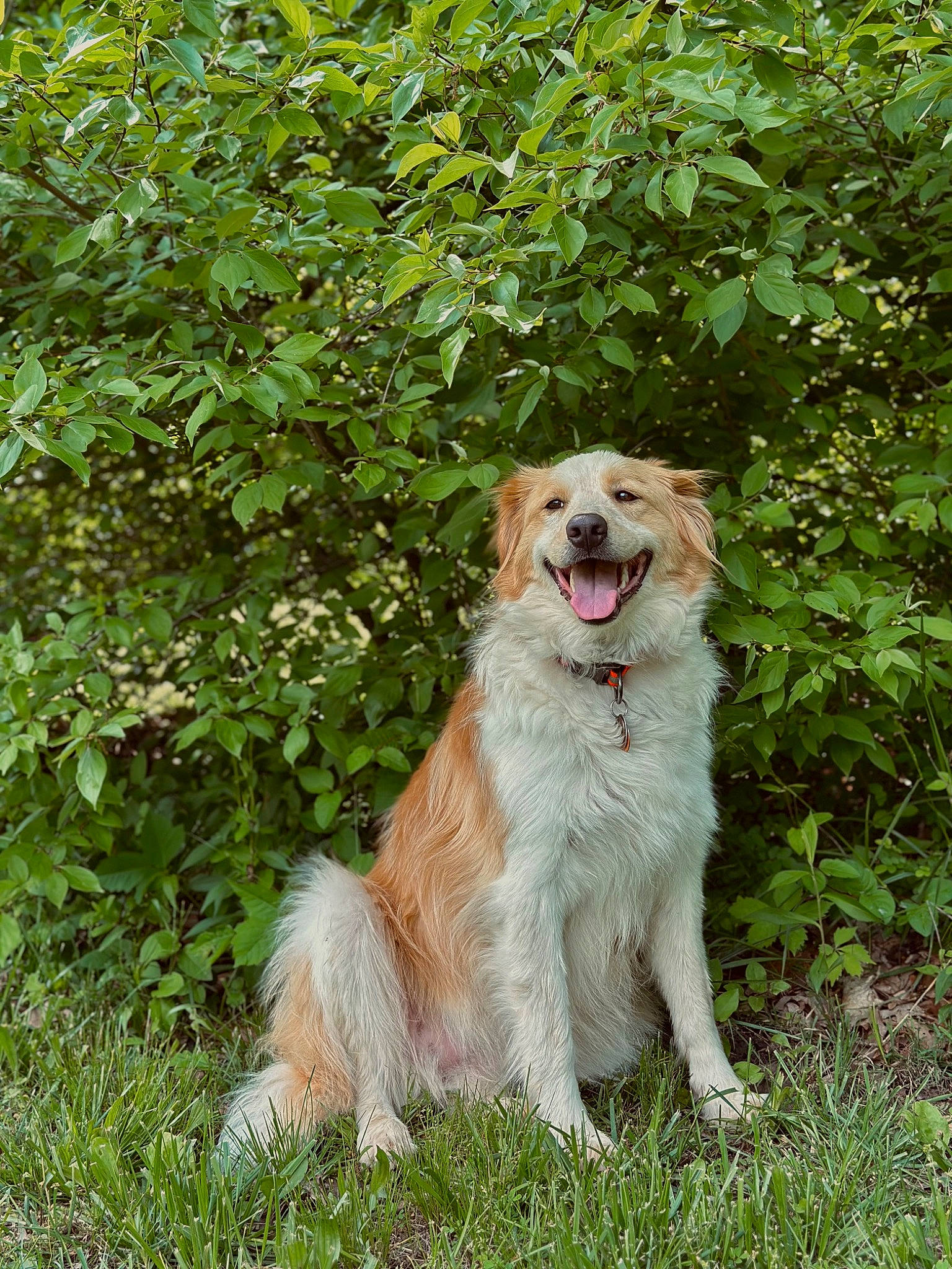 Honey is registered to the contest to win money with this photo: canidae, carnivore, companion_dog, dog, dog_breed, fawn, grass, groundcover, gun_dog, herding_dog, plant, sporting_group, tail, tree, working_dog