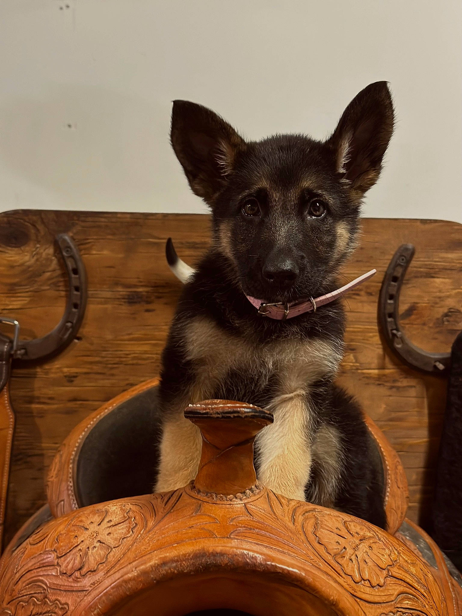 Gretchin is registered to the contest to win money with this photo: art, brown, carnivore, companion_dog, dog, dog_breed, fawn, felidae, fur, hardwood, metal, sitting, snout, sporting_group, tail, terrestrial_animal, toy_dog, whiskers, wood, working_animal