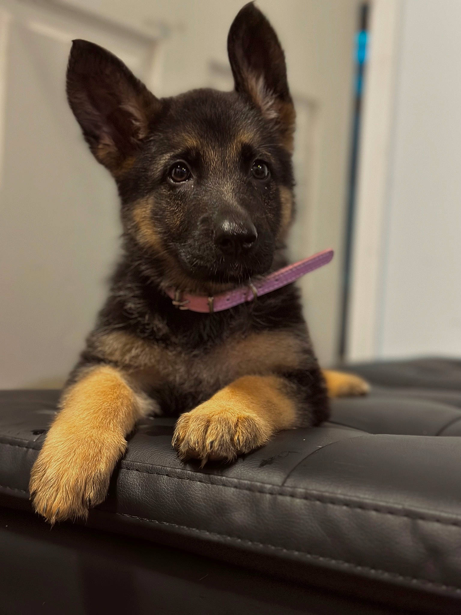 Gretchin joined the competition — help win amazing prizes! art, canidae, carnivore, comfort, companion_dog, dog, dog_breed, dog_supply, fawn, fur, german_shepherd_dog, grey, herding_dog, non_sporting_group, paw, sporting_group, terrestrial_animal, whiskers, working_animal, working_dog