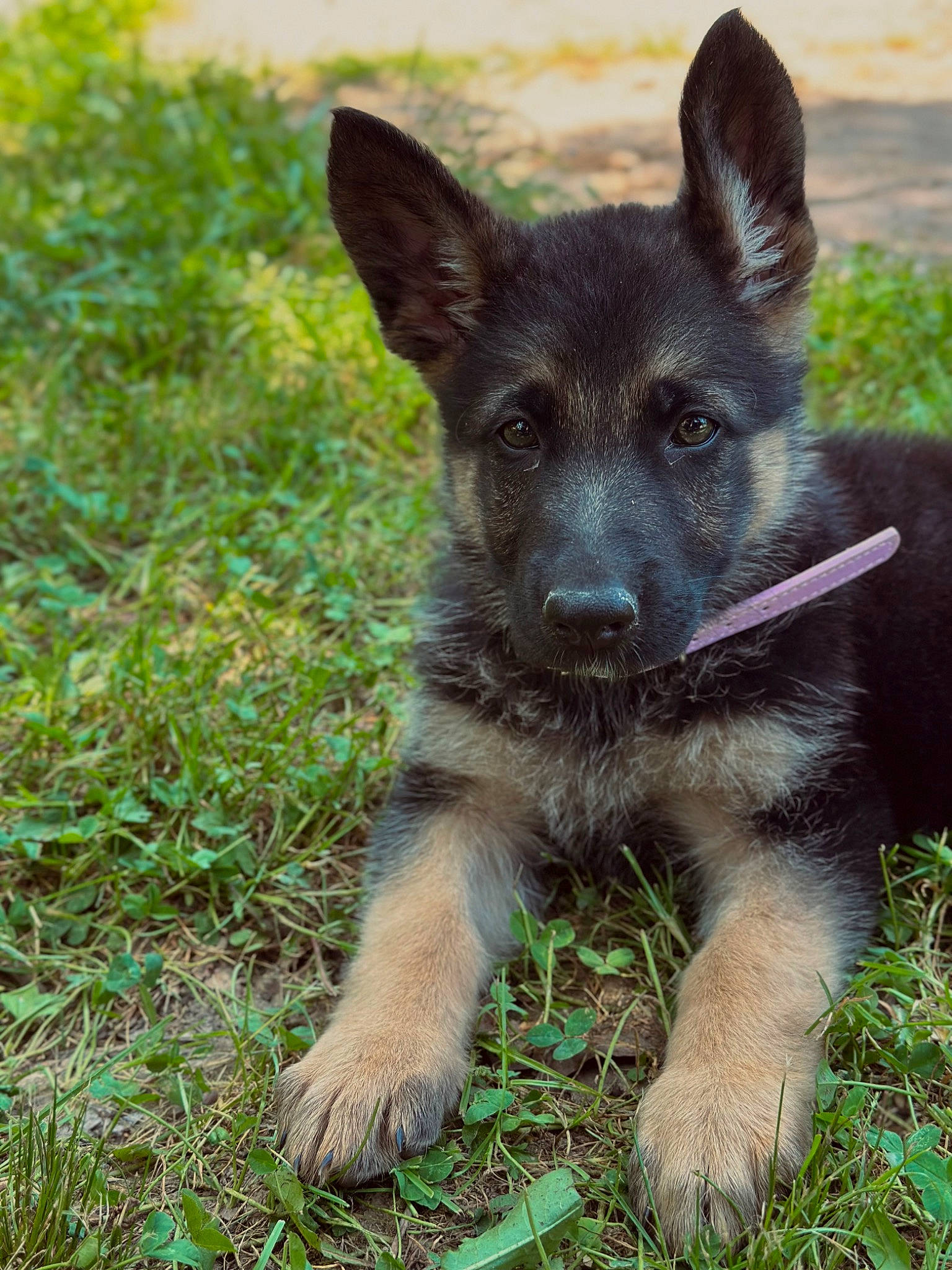 Gretchin is registered to the contest to win money with this photo: canidae, carnivore, companion_dog, dog, dog_breed, german_shepherd_dog, grass, groundcover, herding_dog, plant, sporting_group, terrestrial_animal, working_dog