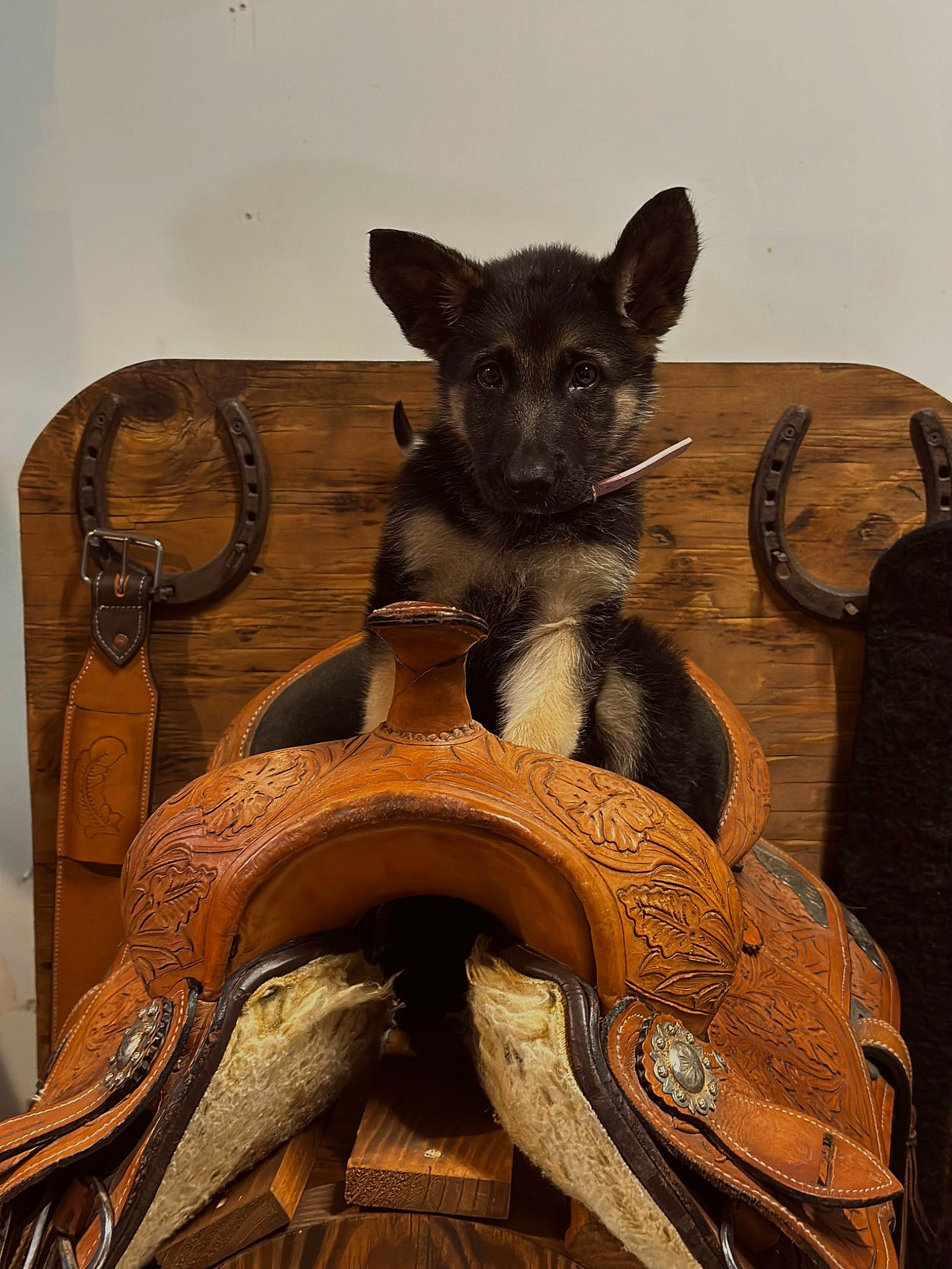 Gretchin is registered to the contest to win money with this photo: art, canidae, carnivore, companion_dog, dog, dog_breed, fawn, fur, grey, hardwood, metal, sculpture, snout, tail, terrestrial_animal, toy_dog, whiskers, wildlife, wood, working_animal