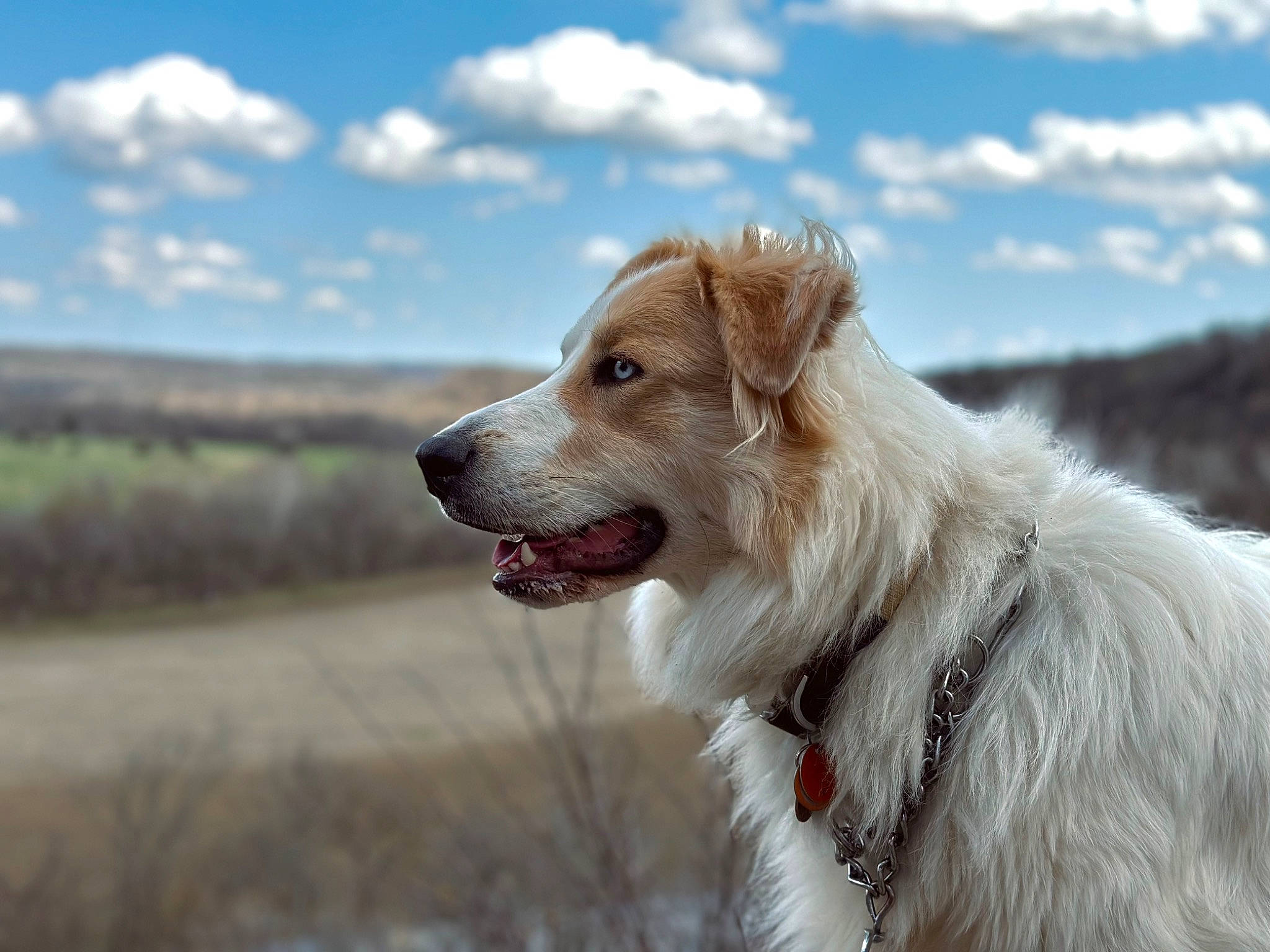 Cici joined the competition — help win amazing prizes! canidae, carnivore, cloud, collar, companion_dog, cumulus, dog, dog_breed, dog_collar, fur, plant, sky, snout, sporting_group, terrestrial_animal, whiskers, working_dog