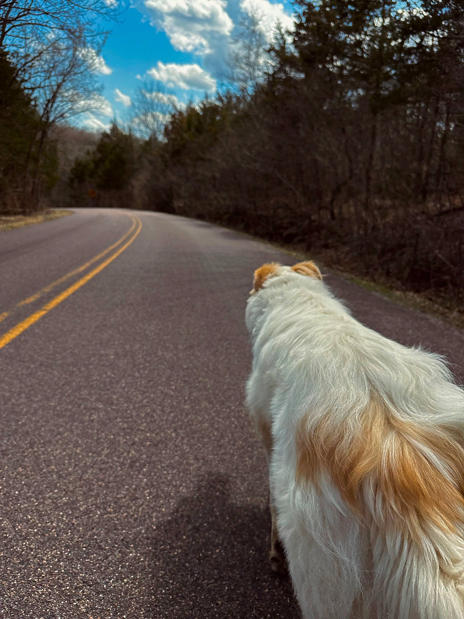 Cici is registered to the contest to win money with this photo: asphalt, canidae, carnivore, cloud, companion_dog, dog, dog_breed, fawn, fur, grass, landscape, natural_landscape, plant, road, road_surface, sky, sporting_group, tail, tar, tree