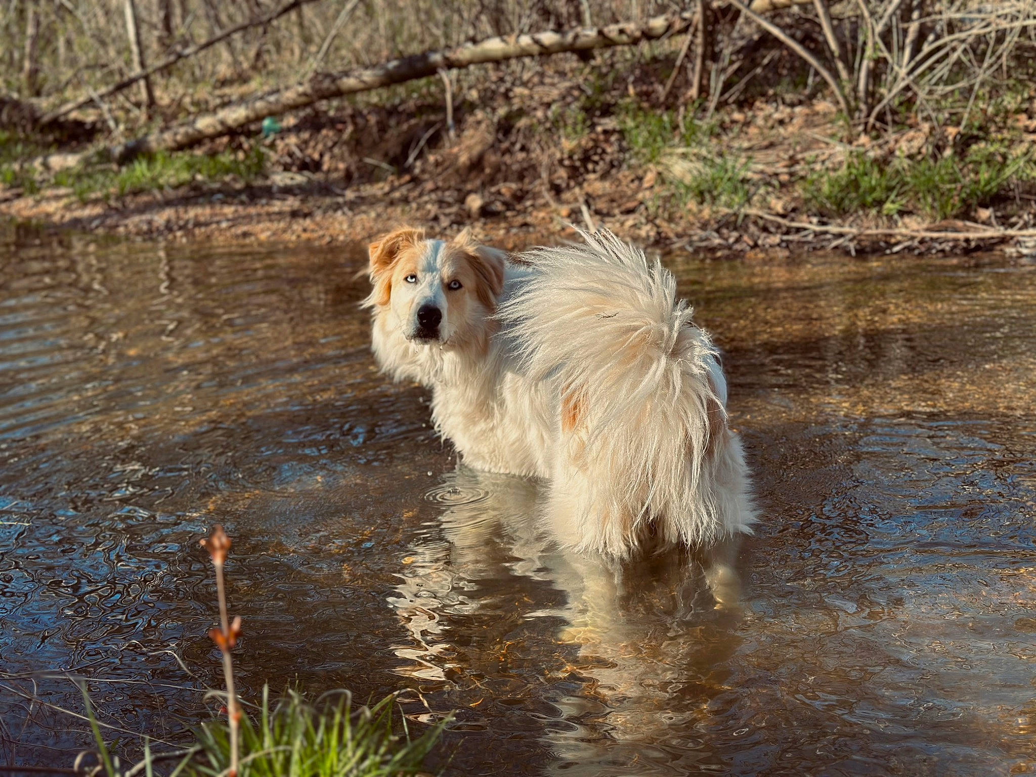 Cici joined the competition — help win amazing prizes! bog, canidae, carnivore, companion_dog, dog, dog_breed, fang, fawn, fence, grass, lake, plant, reflection, spitz, sporting_group, terrestrial_animal, water, wildlife, working_animal, working_dog
