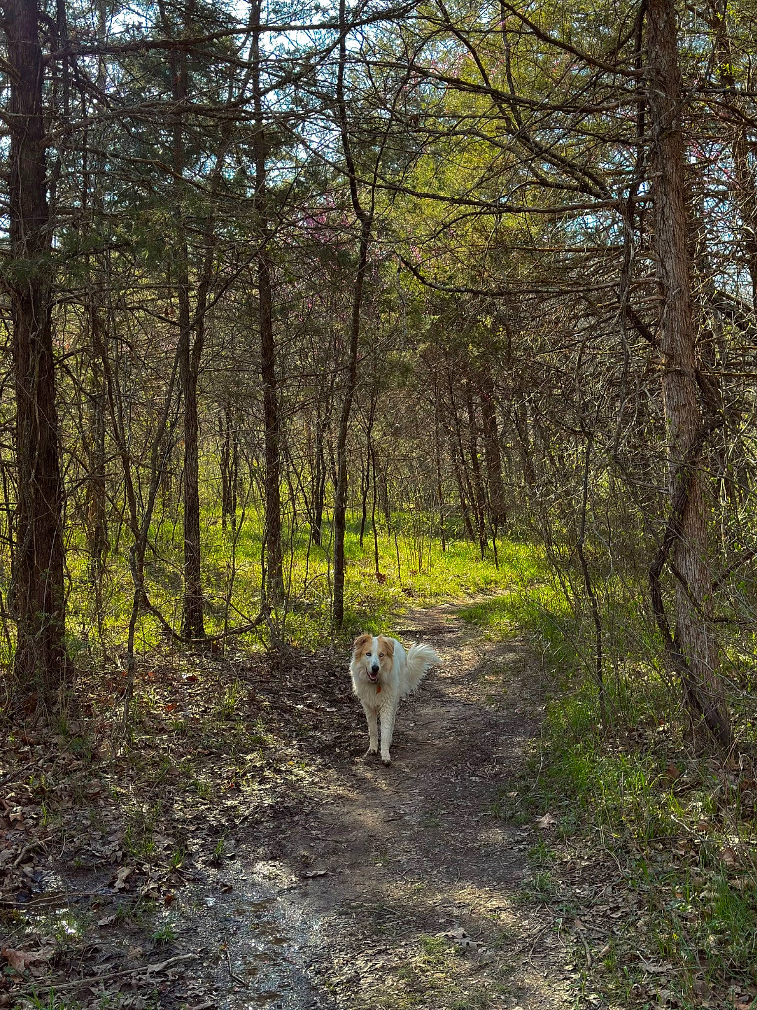 Cici joined the competition — help win amazing prizes! carnivore, deciduous, dirt_road, dog, fawn, forest, grass, grove, jungle, landscape, natural_landscape, path, plant, soil, temperate_broadleaf_and_mixed_forest, tree, trunk, twig, wood, woodland