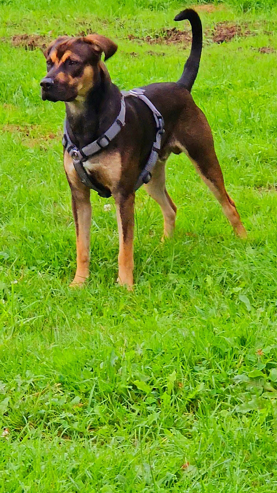 Luky a rejoint le concours — aidez-le/la à gagner de superbes lots ! canidae, carnivore, collar, companion_dog, dog, dog_breed, dog_collar, dog_supply, fashion_accessory, fawn, grass, grassland, leash, pet_supply, plant, snout, sporting_group, tail, terrestrial_animal, working_animal