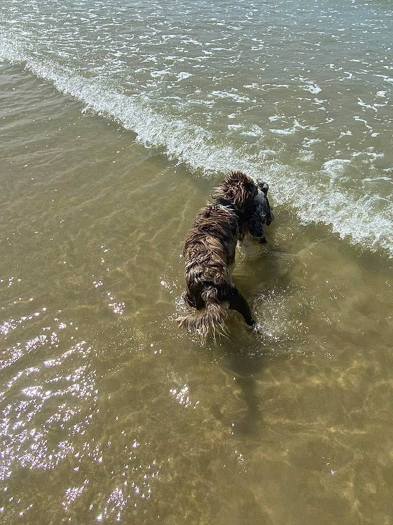 Taya participe au concours pour gagner de l'argent avec cette photo : beach, canidae, carnivore, dobermann, dog, dog_breed, fluid, guard_dog, herding_dog, lake, liquid, marine_mammal, ocean, sporting_group, tail, water, wildlife, wind_wave, working_animal, working_dog