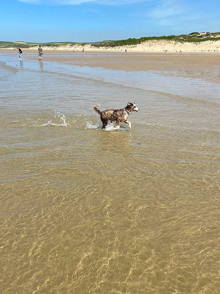 Taya participe au concours pour gagner de l'argent avec cette photo : beach, canidae, carnivore, cloud, coast, dog, dog_breed, fawn, horizon, lake, landscape, ocean, sand, shore, sky, water, wave, wind_wave, wood, working_animal