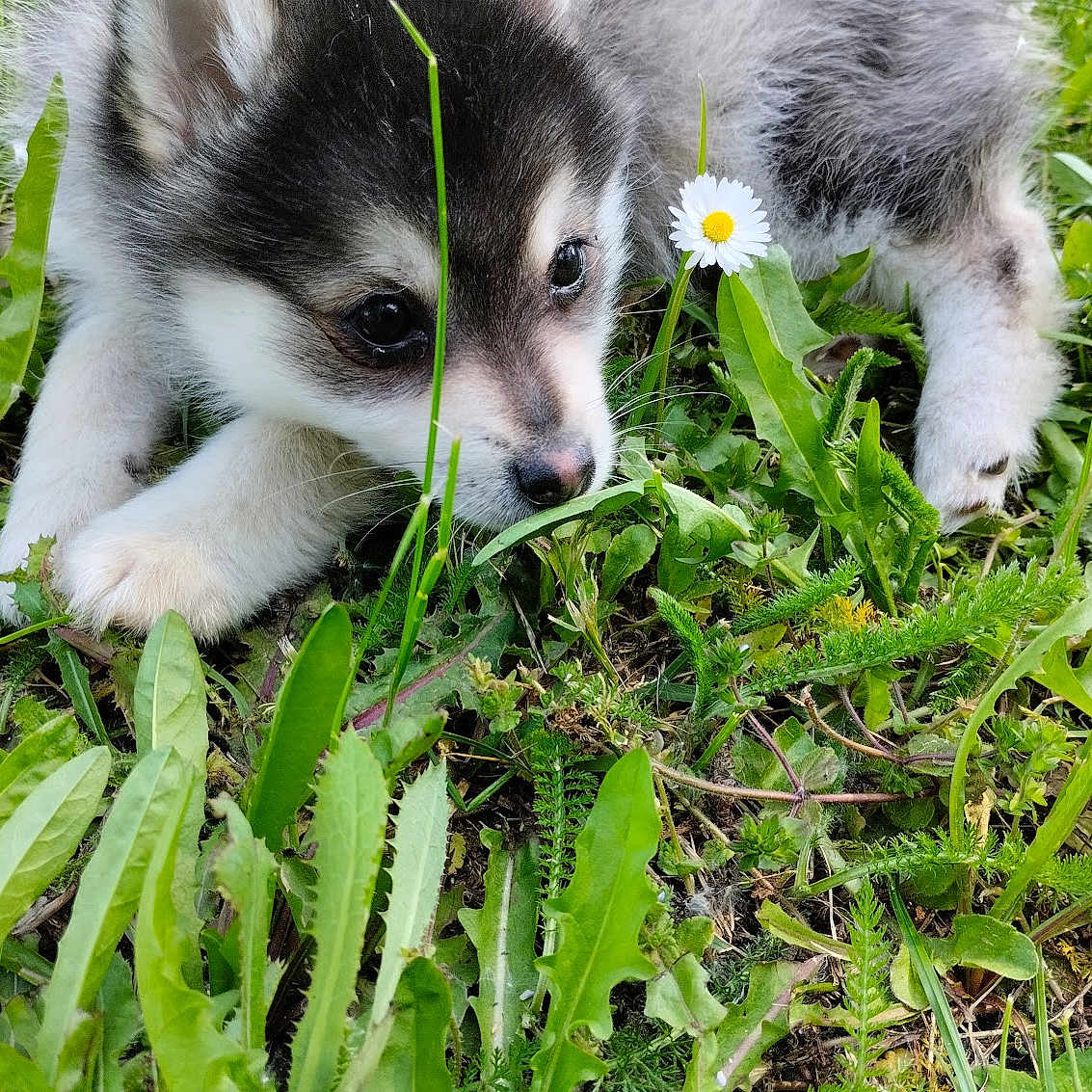 Astro