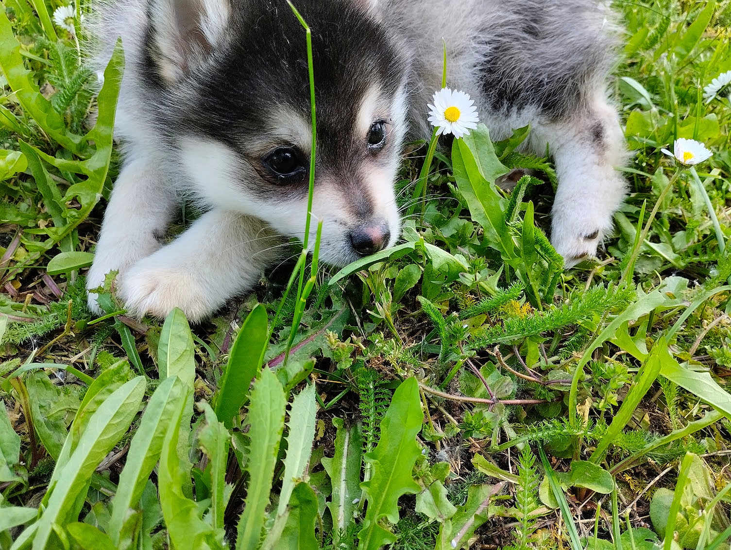 Astro