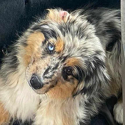 Trixi