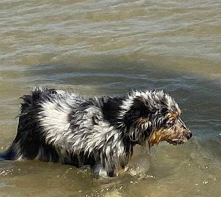 Trixi a rejoint le concours — aidez-le/la à gagner de superbes lots ! ancient_dog_breeds, beach, canidae, carnivore, companion_dog, dog, dog_breed, guard_dog, herding_dog, lake, ocean, retriever, sporting_group, water, wind_wave, working_animal, working_dog