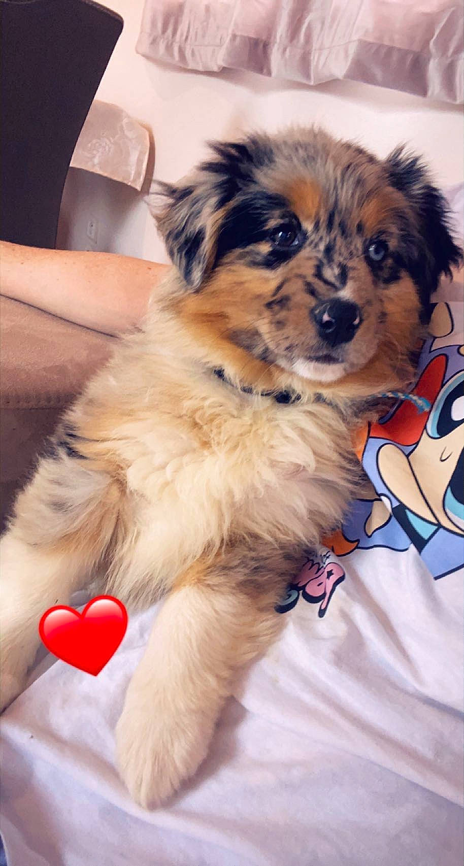 Trixi a rejoint le concours — aidez-le/la à gagner de superbes lots ! canidae, carmine, carnivore, companion_dog, dog, dog_breed, dog_supply, fawn, foot, fur, heart, paw, pet_supply, puppy, snout, sporting_group, toy_dog, whiskers, working_animal, working_dog