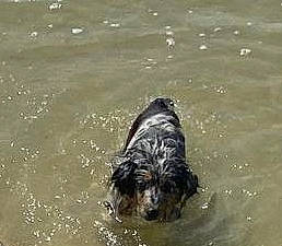 Trixi participe au concours pour gagner de l'argent avec cette photo : canidae, carnivore, dog, dog_breed, herding_dog, sporting_group, terrestrial_animal, water, working_animal, working_dog