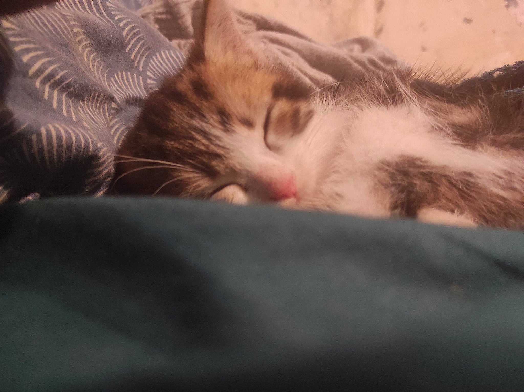 Kyubi a rejoint le concours — aidez-le/la à gagner de superbes lots ! carnivore, cat, cloud, comfort, domestic_short_haired_cat, ear, eye, fawn, felidae, fur, linens, nap, paw, sky, sleep, small_to_medium_sized_cats, snout, tail, whiskers, wood