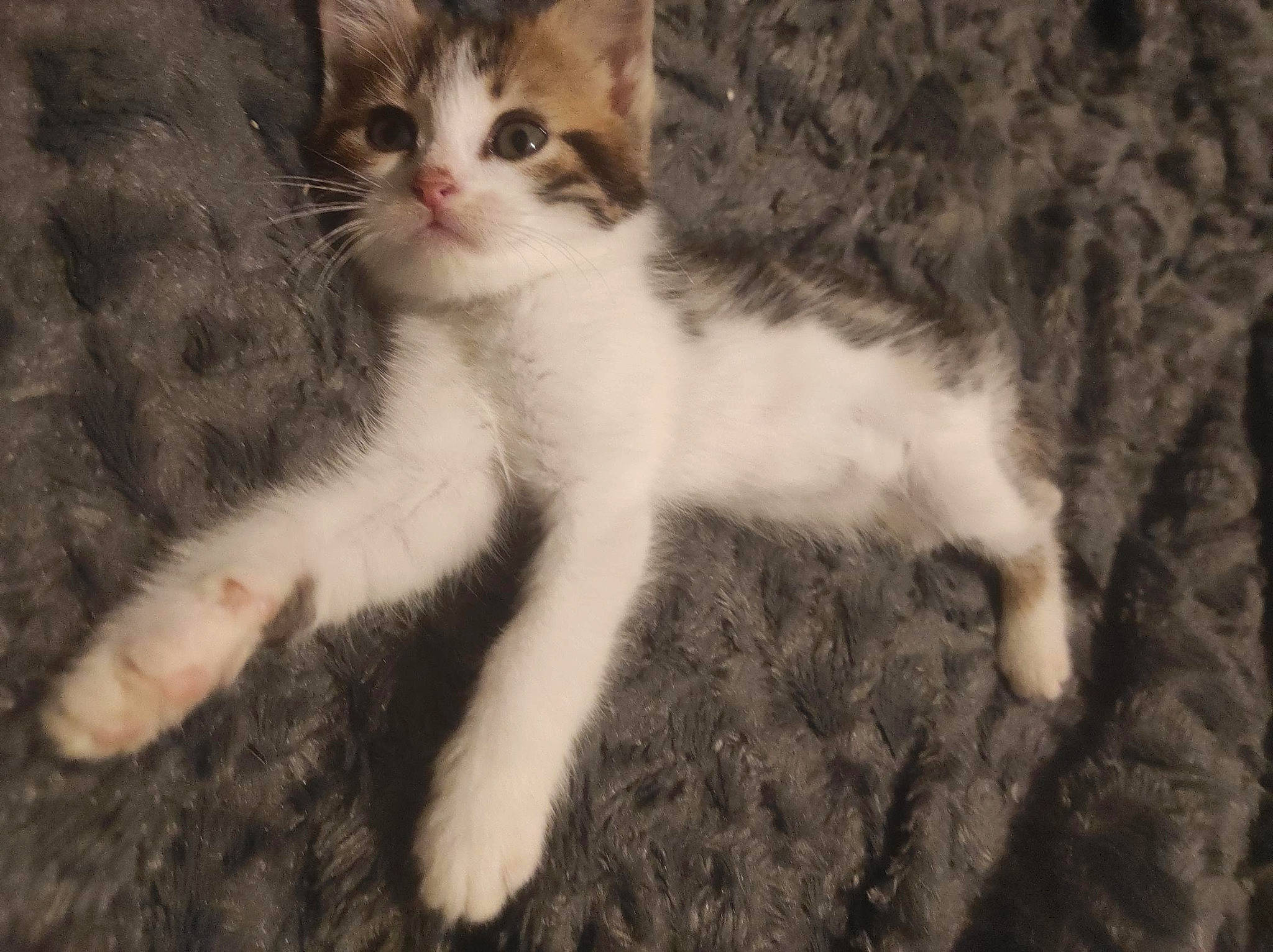 Kyubi participe au concours pour gagner de l'argent avec cette photo : carnivore, cat, claw, domestic_short_haired_cat, fawn, felidae, foot, fur, grass, paw, sitting, small_to_medium_sized_cats, snout, tail, terrestrial_animal, whiskers